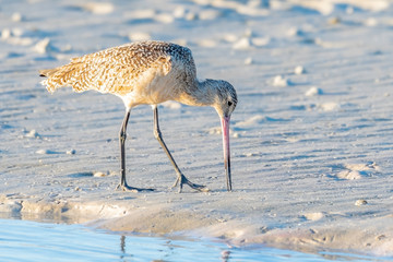 Marbled godwit on the beach of the Gulf of Mexico - Florida