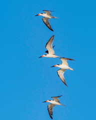 Obraz premium Florida beach with skimmers flying by