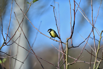 Great tit sitting on a tree branch in a garden park looking for feeding
