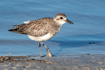 Black-bellied plover on the shores of the Gulf of Mexico