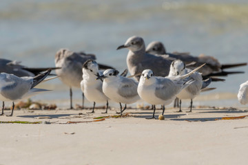 Sandwich terns and seagulls congregate on the beach