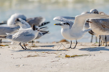 Sandwich terns and seagulls congregate on the beach