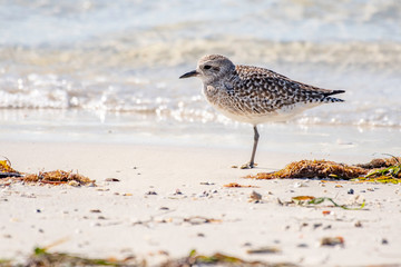 Black-bellied plover on the shores of the Gulf of Mexico