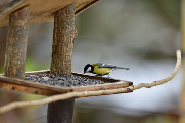 Great tit sitting on a feeder with sunflower seeds for feeding in autumn