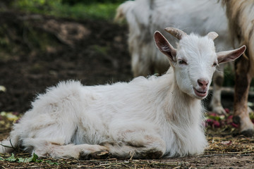 Small goat at the farm