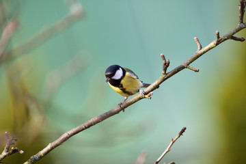 Fototapeta premium Great tit sitting on a tree branch in a garden park looking for feeding