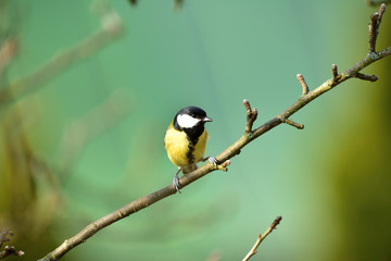 Great tit sitting on a tree branch in a garden park looking for feeding