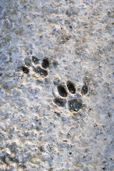 animal footprint on the cement