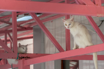 Van Cats in Eastern Turkey