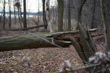 broken tree lying in the autumn in the forest - in the background fallen leaves and lake
