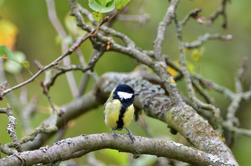 Great tit sitting on a tree branch in a garden park looking for feeding