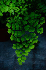 Tropical Fern Bushes. Juicy green twig. stock photo. Selective focus.