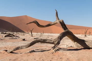 Foto op Canvas Deadvlei is a white clay pan located near the more famous salt pan of Sossusvlei, inside the Namib-Naukluft Park in Namibia © Cees van Vliet