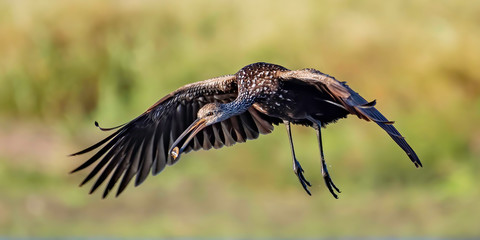 Limpkin soaring over a pond - Florida, USA