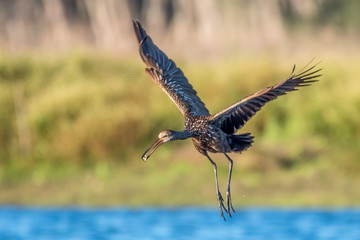 Limpkin soaring over a pond - Florida, USA