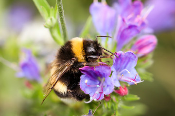 eine Hummel auf einer Lila Blüte einer Pflanze
