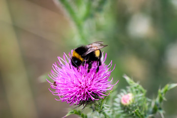 ein Hummel auf einer Mariendistel