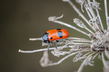 Ein Rot Schwarzer Käfer sitzt auf der Blüte einer pflanze
