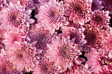  pink chrysanthemum flowers blooming in garden