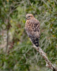 Red shouldered hawk sits in a tree