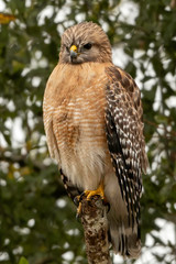 Red shouldered hawk sits in a tree