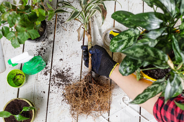 Plant transplantation, root system in the ground. Hand holds a plant on the table, readiness for...