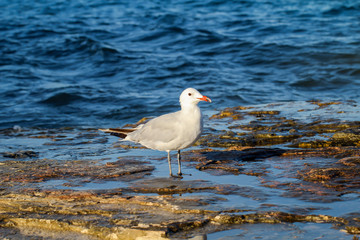 eine Möwe an einem Steinigen Abschnitt des Strand