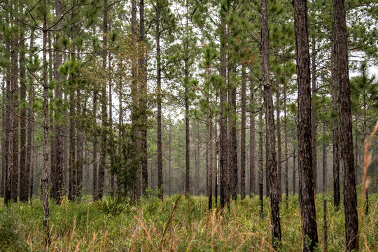 Pine trees in the winter wilderness - Florida, USA