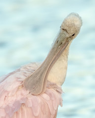Roseate spoonbill preening his pink feathers