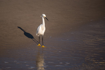 Snowy Egret Wading on the Beach