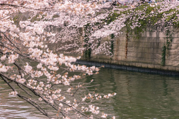 Fototapeta na wymiar 春の目黒川の桜