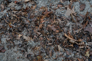 Natural debris washed up on the shore of Lake Erie. Sand, leaves, pebbles, rocks on the shoreline.