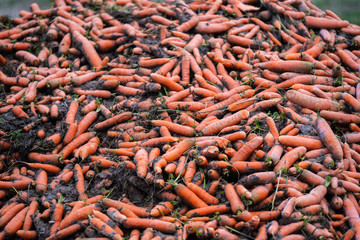 Freshly  picked organic carrots are lying in a heap on the edge of the  field