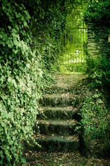 Moss covered castle garden steps surrounded by overgrown ivy