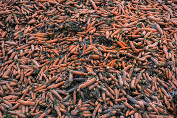Freshly  picked organic carrots are lying in a heap on the edge of the  field