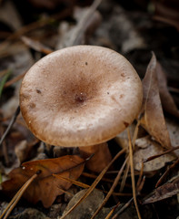 Pilze im Wald, Essbar und ungenießbar, alles ist möglich