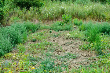 The growing water-melon in the field
