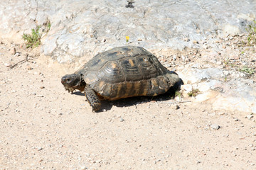 turtle on rock