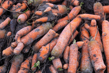 Freshly  picked organic carrots are lying in a heap on the edge of the  field