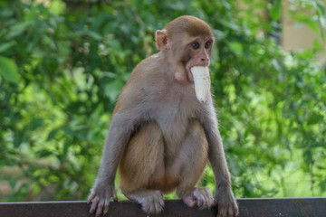 Brown Monkey with Banana in its Mouth