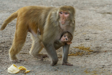 Naklejka premium Baby Brown Monkey Clinging to Mom's Body