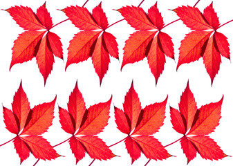 Maple leaves on isolated white background, Switzerland.