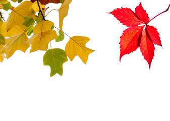 Autumn leaves on isolated white background, Switzerland.