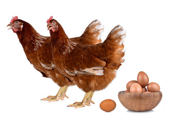 Hen eggs isolated on white background.