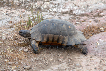 turtle on the road