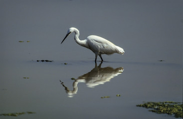 Aigrette garzette, .Egretta garzetta, Little Egret,