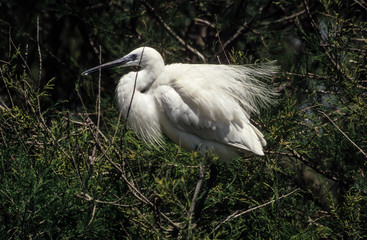 Aigrette garzette, .Egretta garzetta, Little Egret,