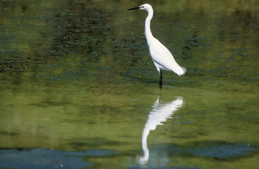 Aigrette garzette, .Egretta garzetta, Little Egret,