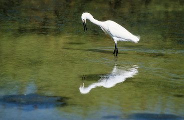 Aigrette garzette, .Egretta garzetta, Little Egret,