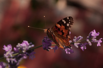 black-and-orange butterfly hive urticaria sits on small lilac wildflowers. butterfly insect in natural habitat, close-up nature photo with bokeh and with variable focus.